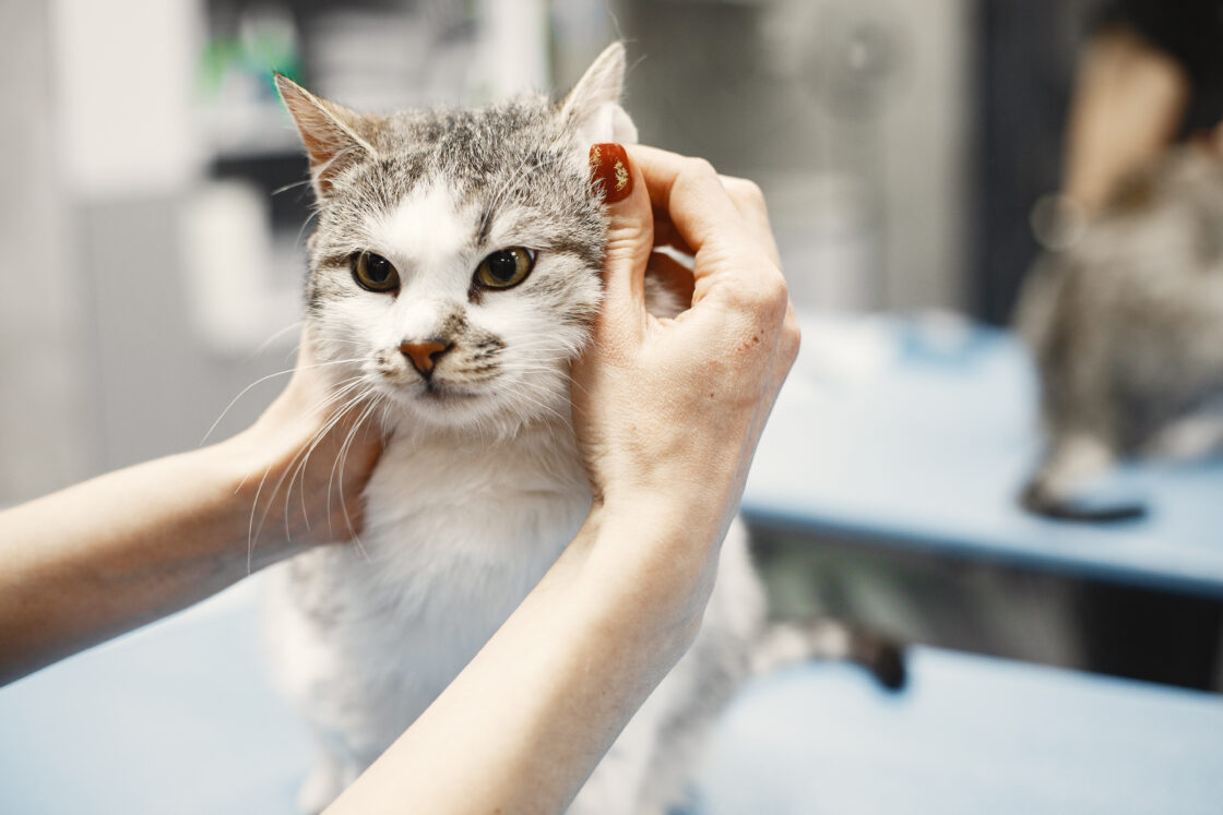 子猫のお手入れの基本とシャンプーの考え方