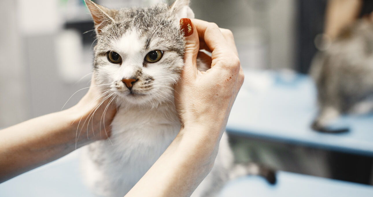 子猫のお手入れの基本とシャンプーの考え方