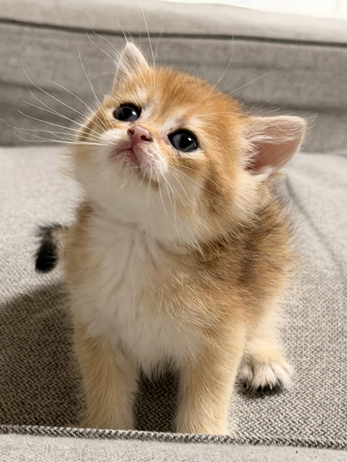 子猫を迎えた初日の過ごし方と注意点