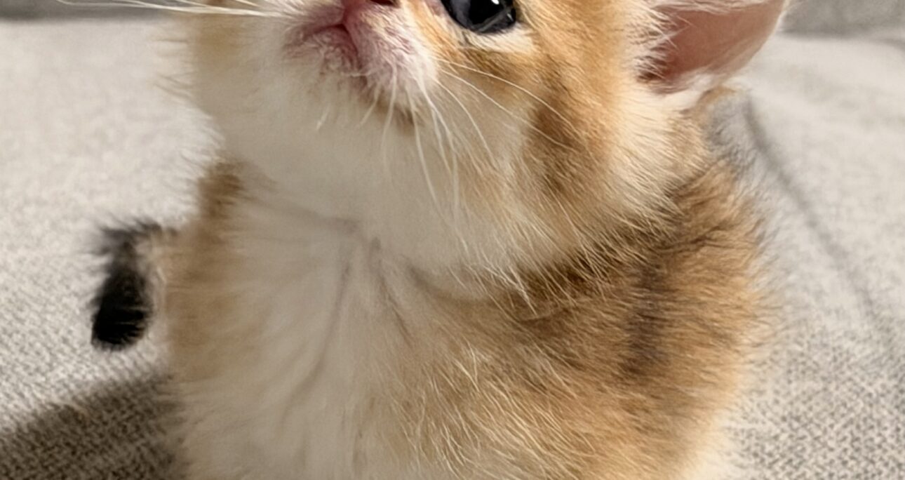 子猫を迎えた初日の過ごし方と注意点