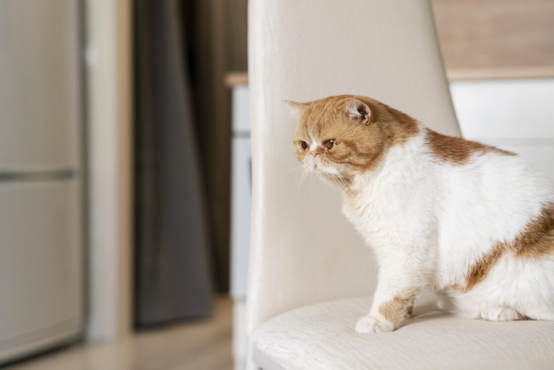 子猫のお留守番を始めるタイミングと慣らし方