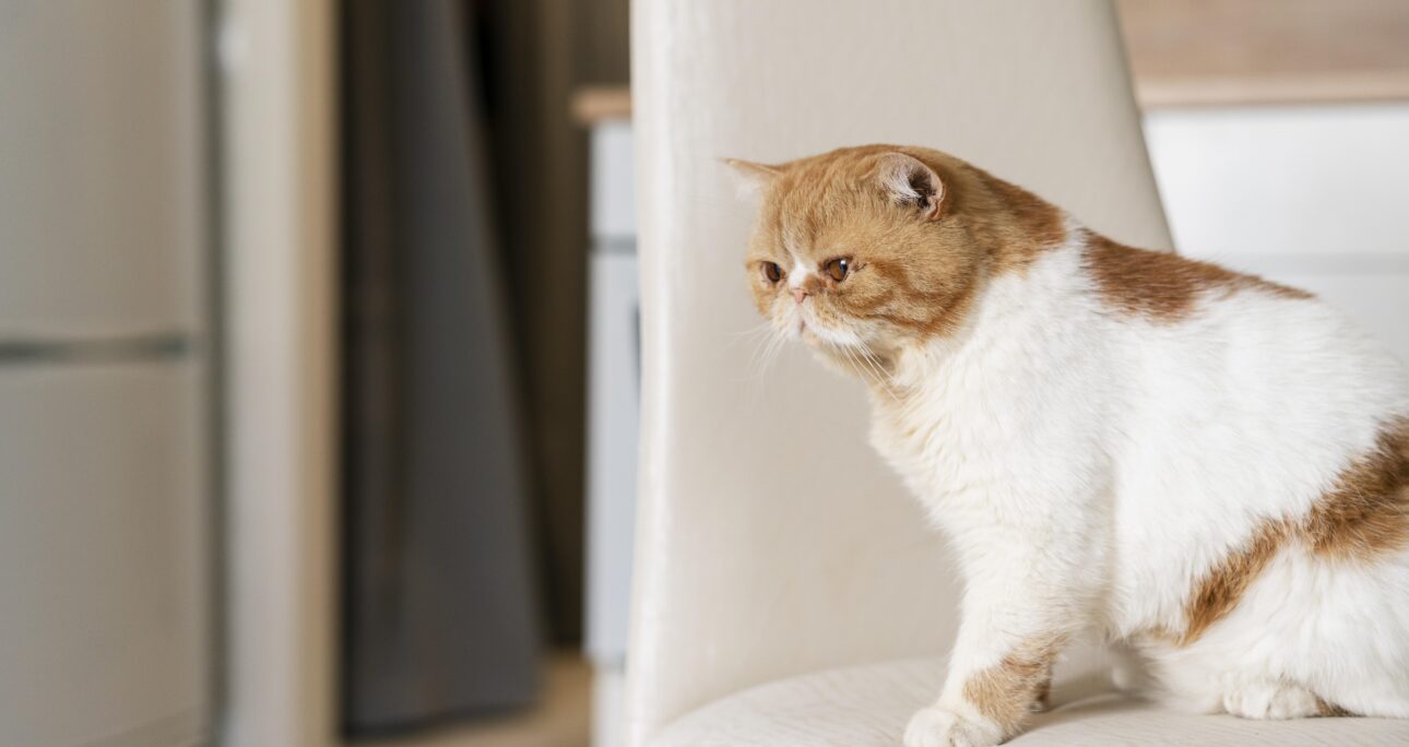 子猫のお留守番を始めるタイミングと慣らし方