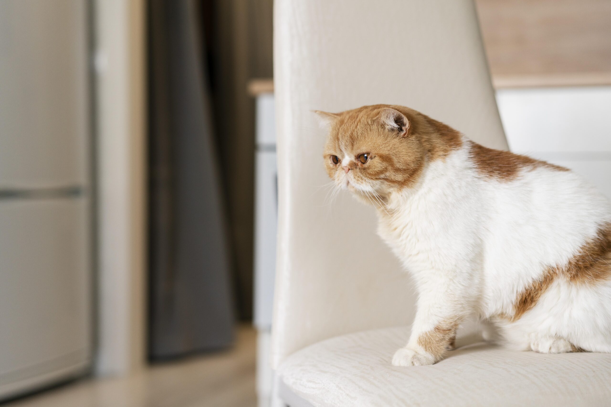 子猫のお留守番を始めるタイミングと慣らし方