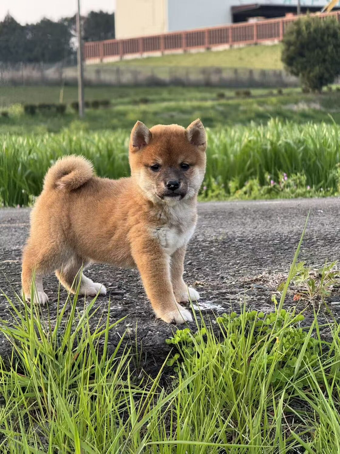 ワクチン未完了の子犬のお散歩について