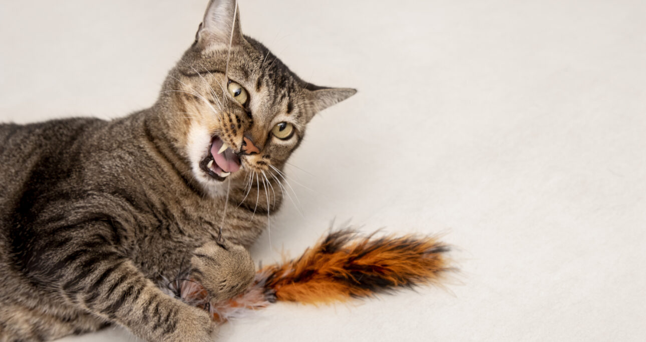 子猫の甘噛み・じゃれ噛みへの正しい対応について