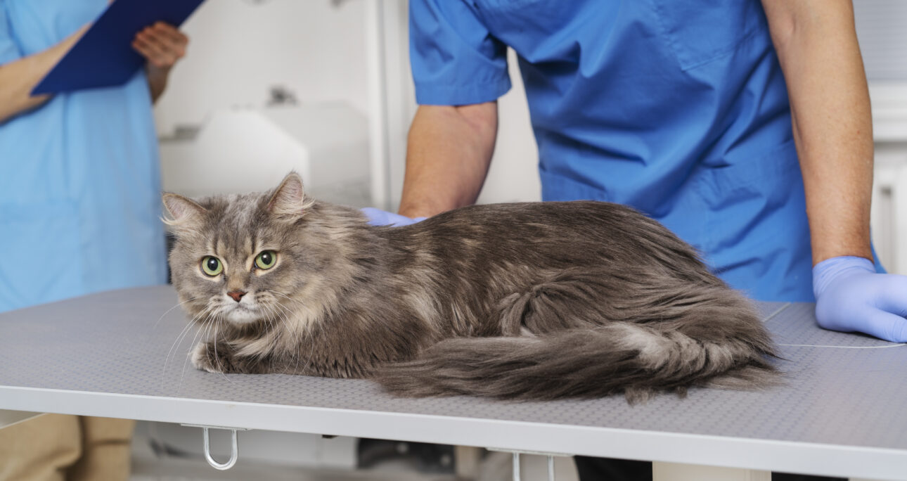 子猫の体調不良のサインと動物病院を受診する目安