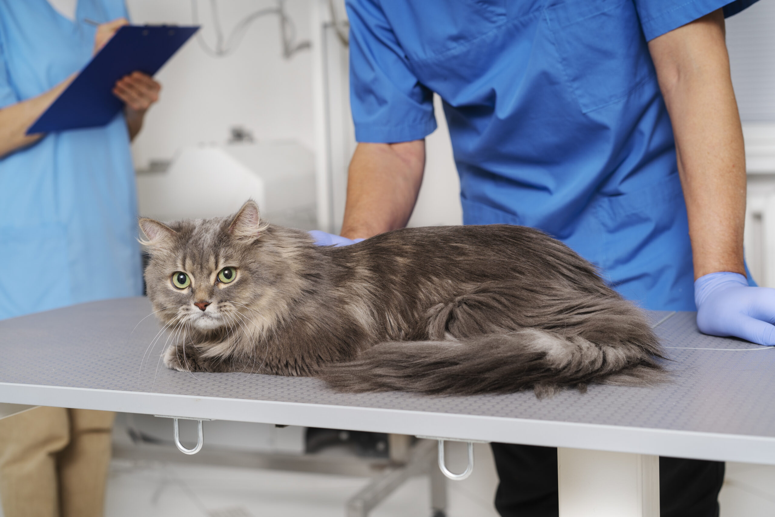 子猫の体調不良のサインと動物病院を受診する目安