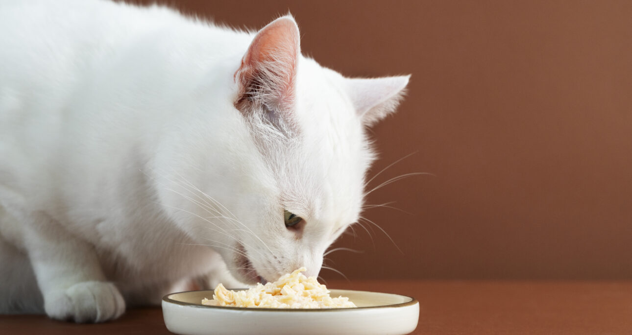 子猫の健やかな成長のための食事量・与え方について