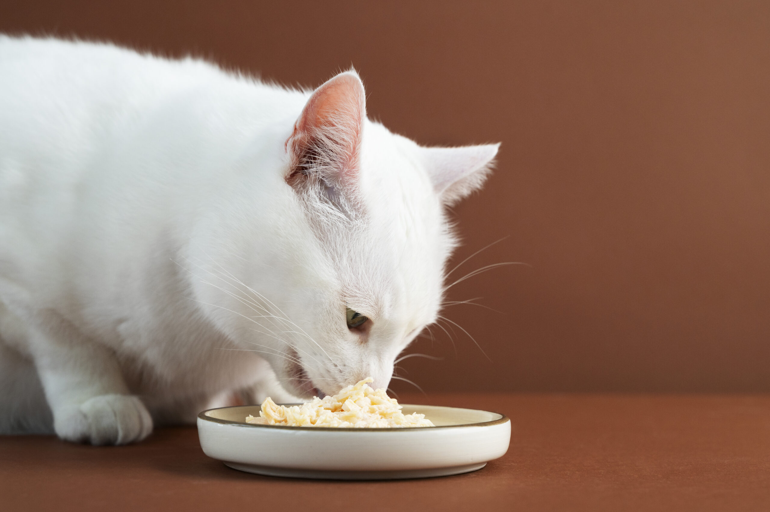子猫の健やかな成長のための食事量・与え方について