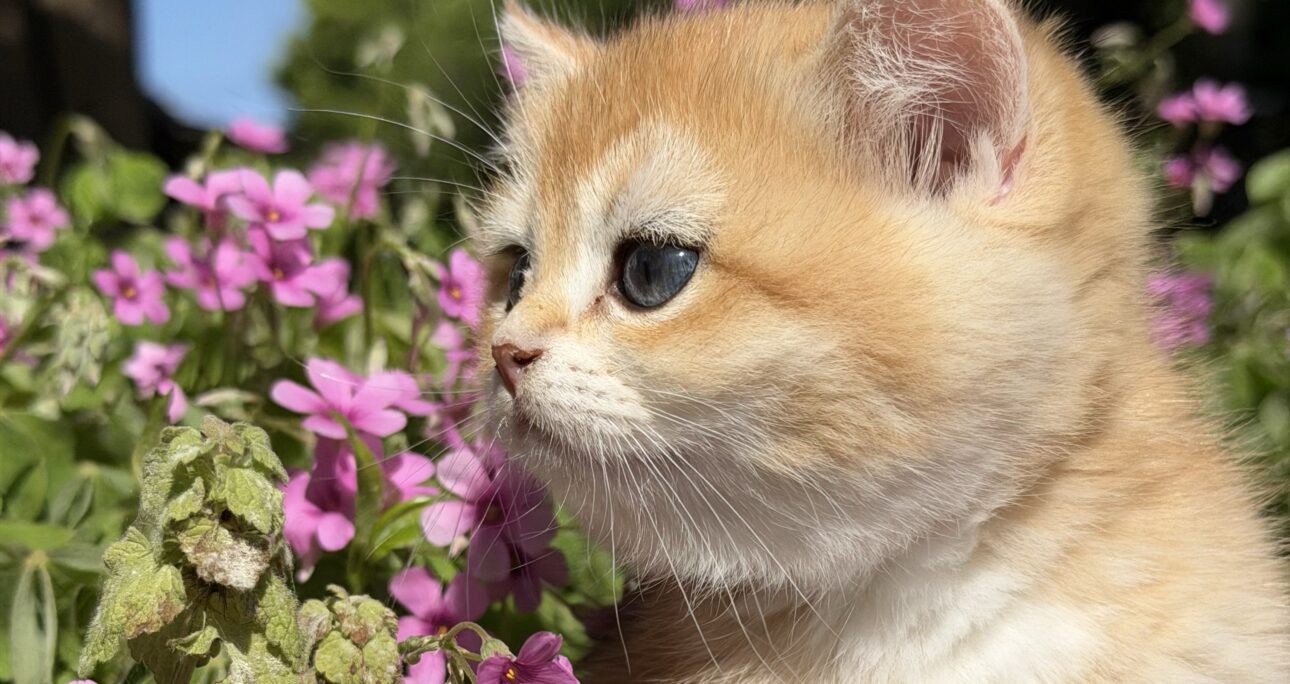 ワクチン接種前の子猫の外出について