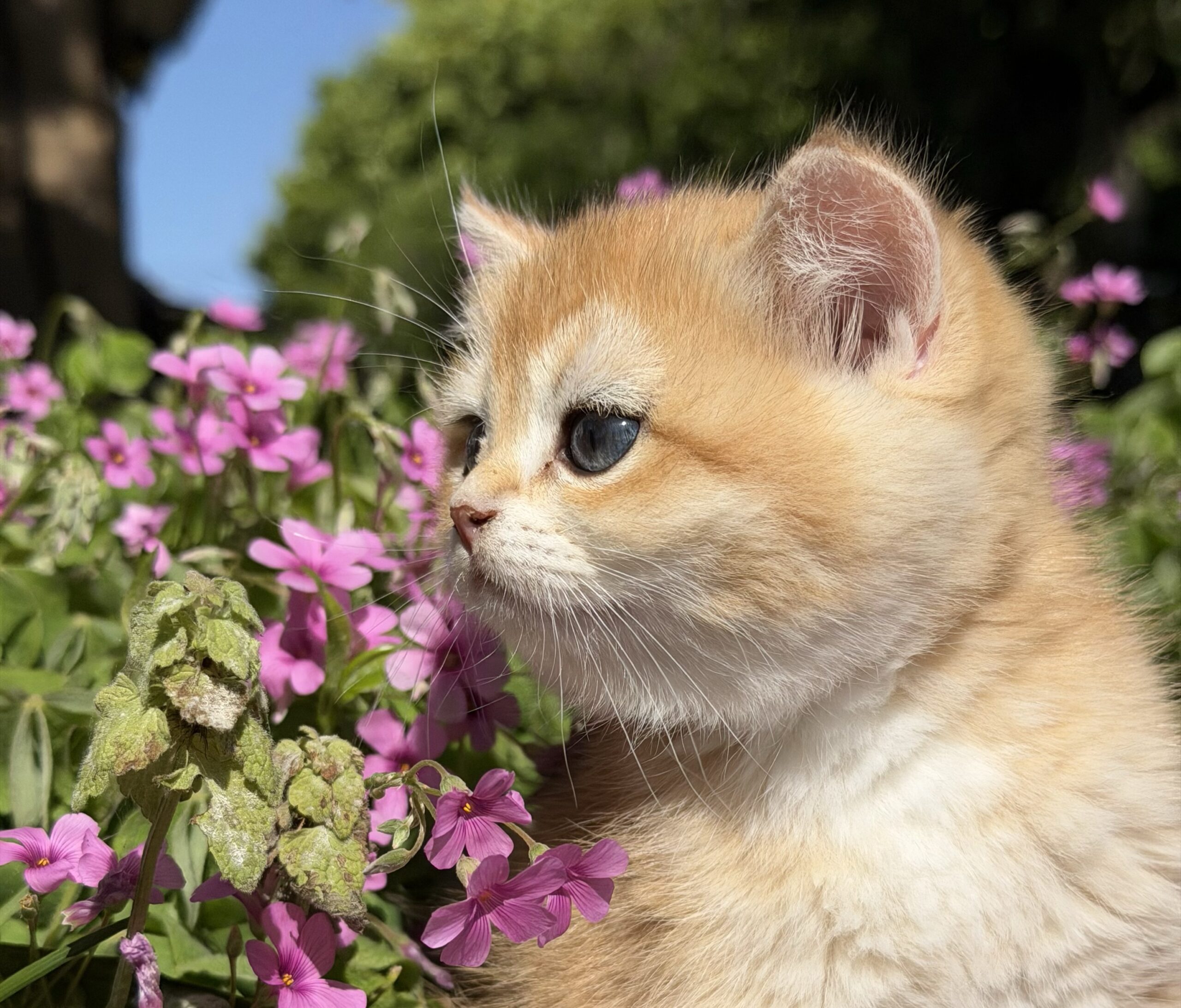 ワクチン接種前の子猫の外出について