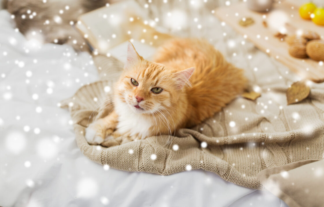 冬の過ごし方・子猫のための冬場の注意点