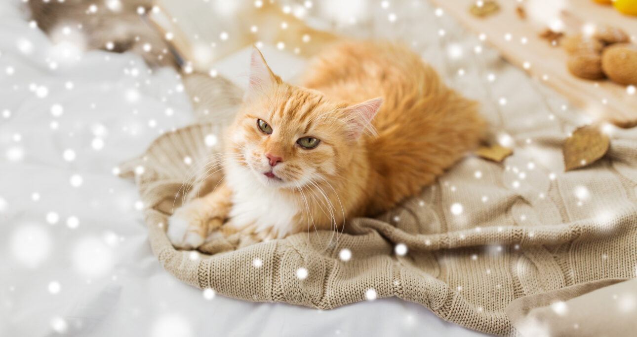冬の過ごし方・子猫のための冬場の注意点
