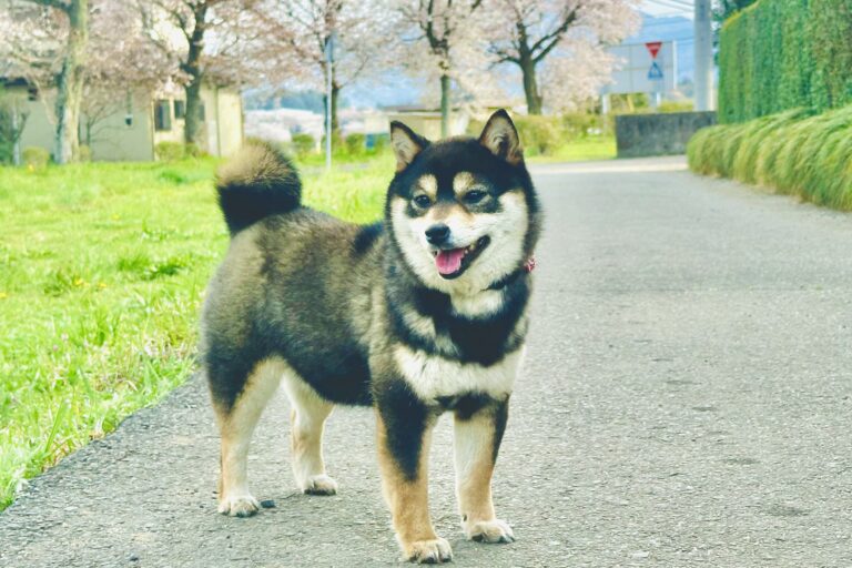 WAREYU