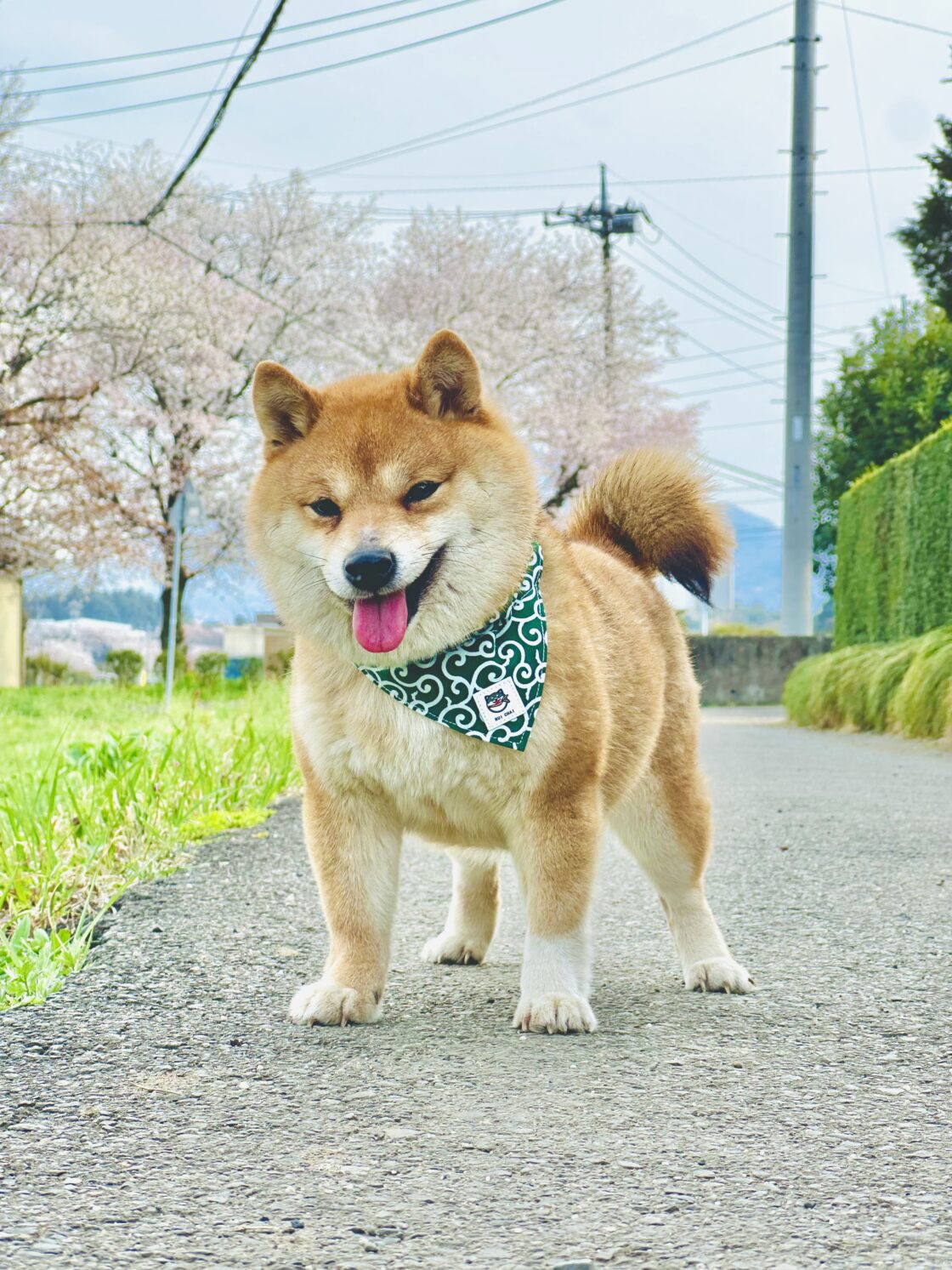 SUZUKAZEHIME