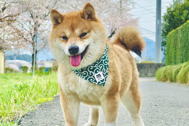 SUZUKAZEHIME