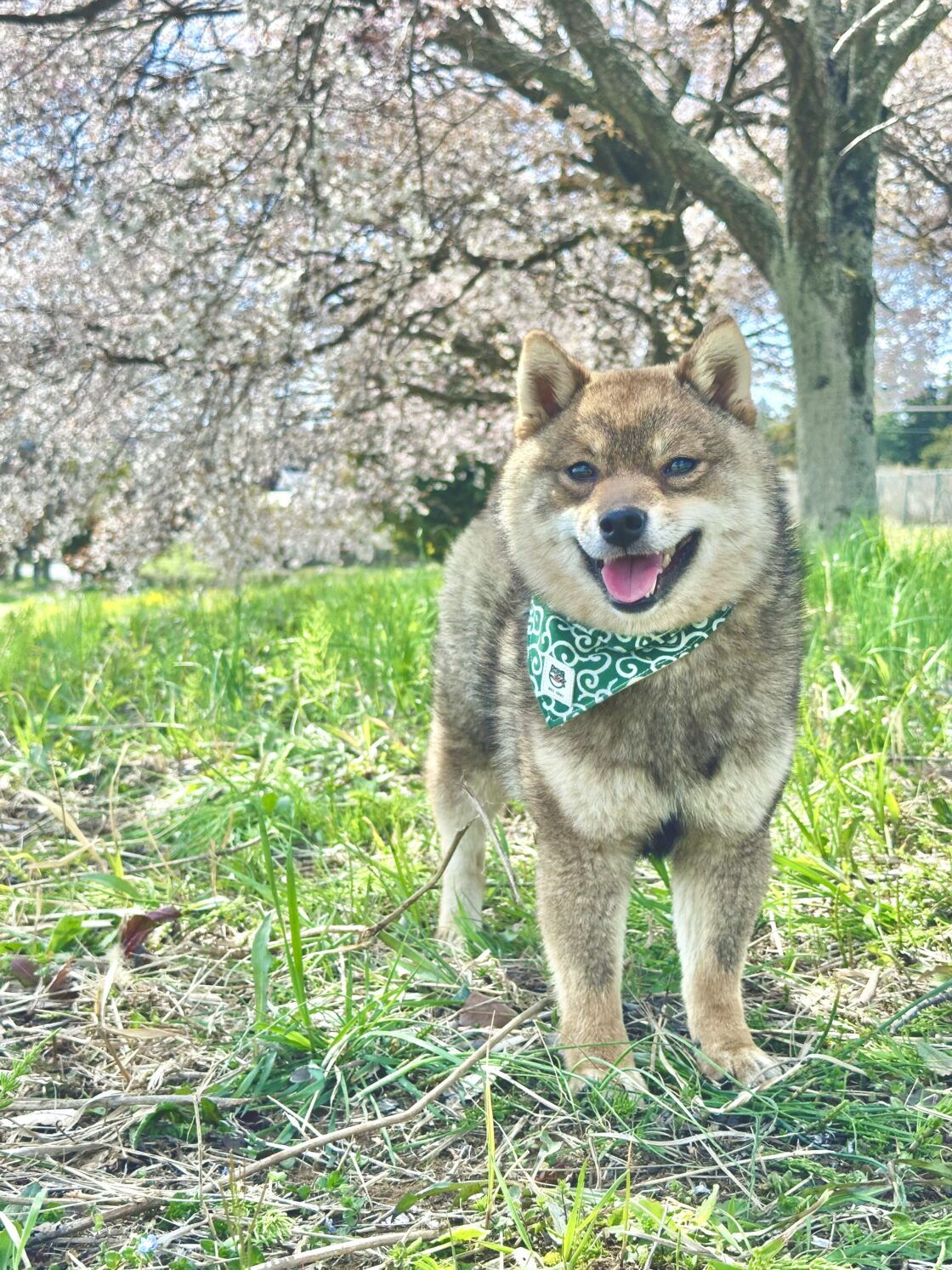 MIZUKI