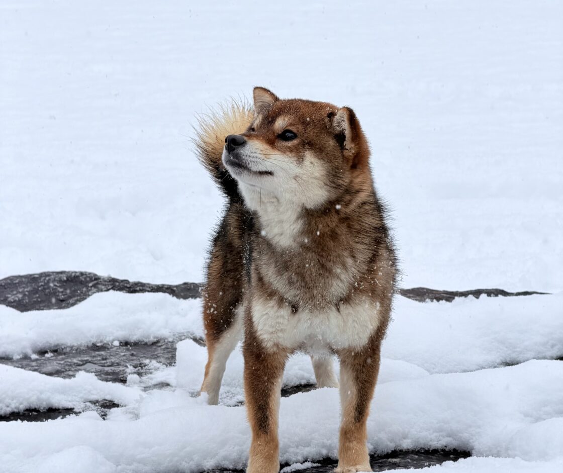 冬の過ごし方・子犬のための冬場の注意点